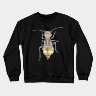 Barklouse (Psocidae)under the microscope Crewneck Sweatshirt